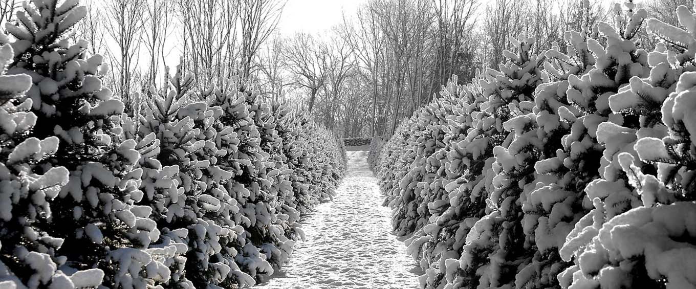 The Best Christmas Tree Farms in Eastern Connecticut CTvisit